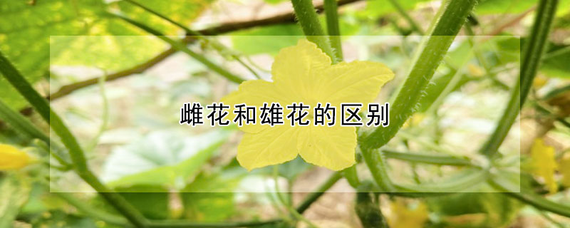 雌花和雄花的区别