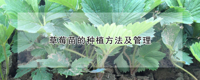 草莓苗的种植方法及管理