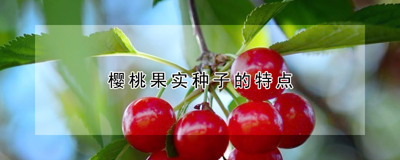 樱桃果实种子的特点 —【发财农业网】