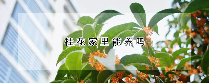 桂花家里能养吗