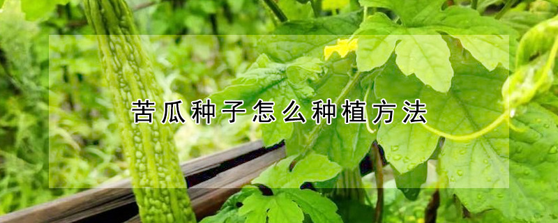 苦瓜种子怎么种植方法