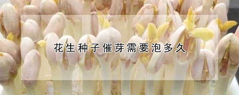 花生种子催芽需要泡多久