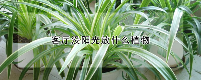 客厅没阳光放什么植物