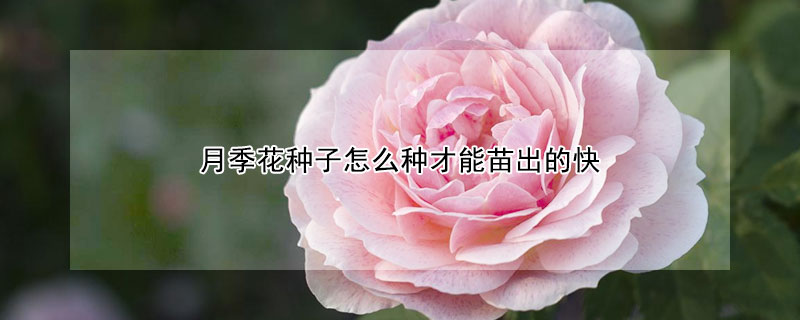 月季花种子怎么种才能苗出的快