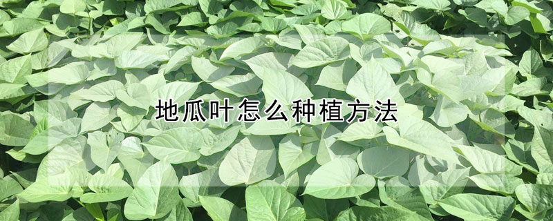 地瓜叶怎么种植方法