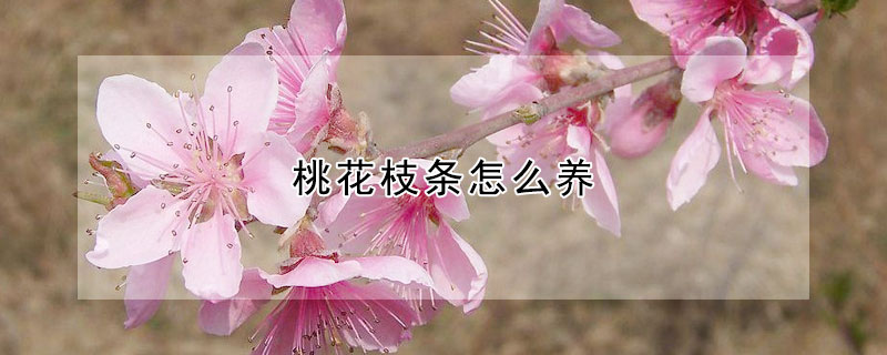 桃花枝条怎么养