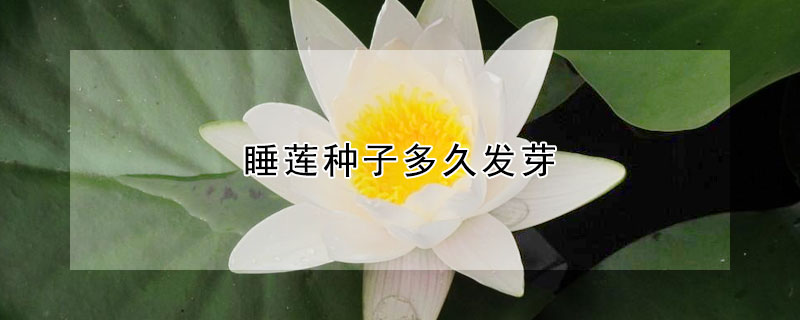 睡莲种子多久发芽