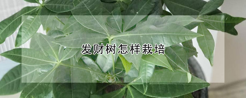 发财树怎样栽培