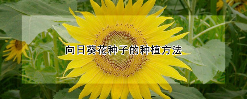向日葵花种子的种植方法