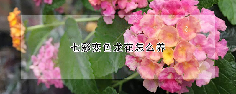 七彩变色龙花怎么养