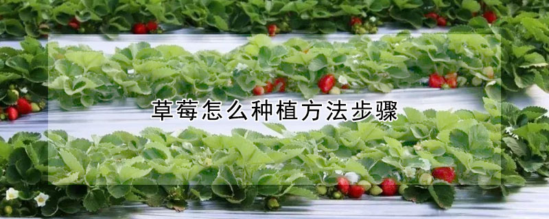 草莓怎么种植方法步骤