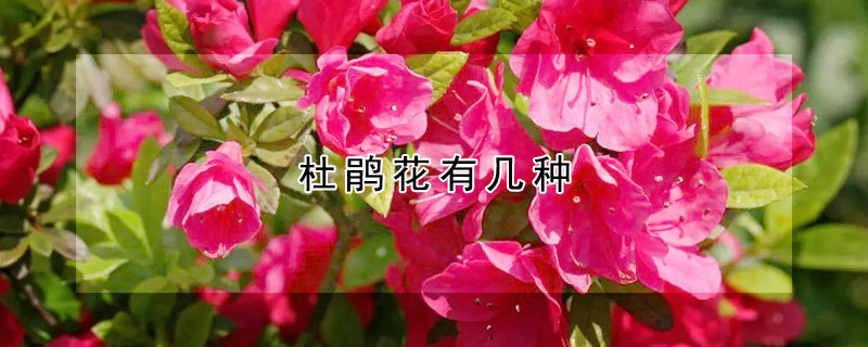 杜鹃花有几种