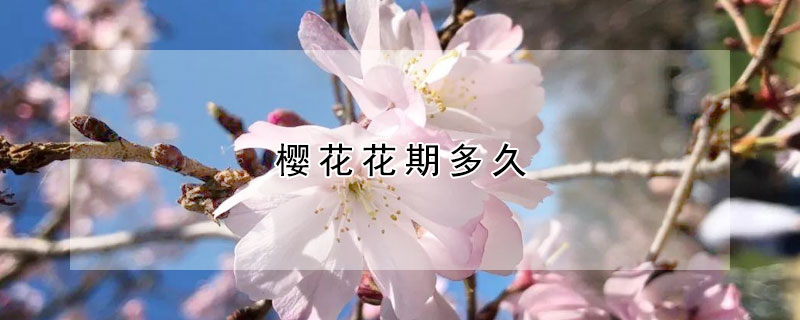 樱花花期多久