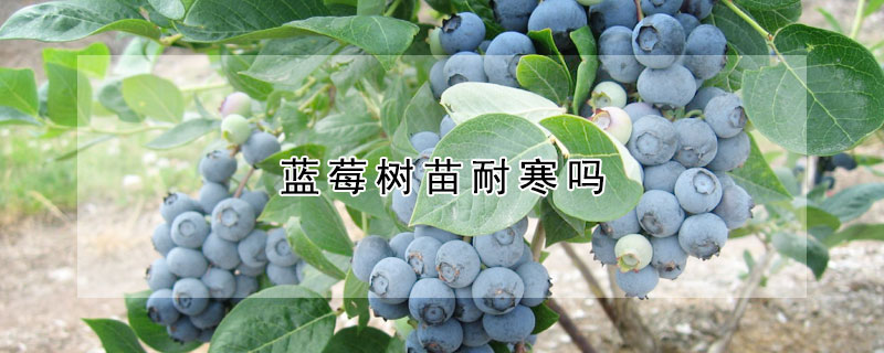 蓝莓树苗耐寒吗