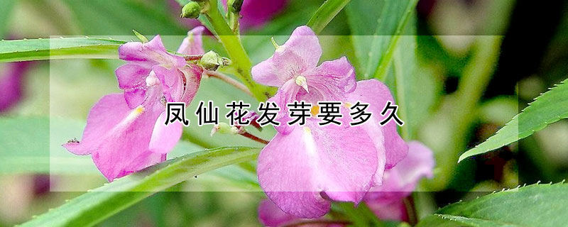 凤仙花发芽要多久 发财农业网