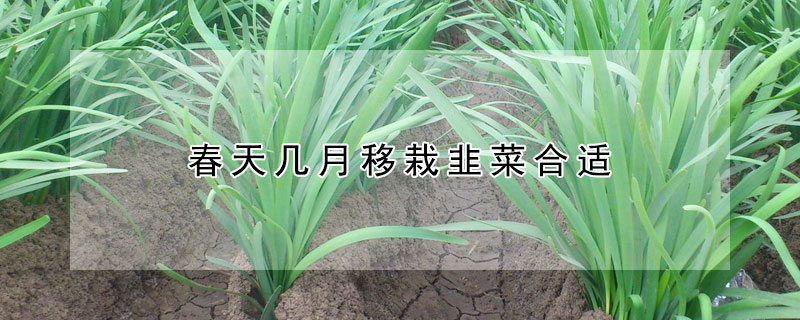 春天几月移栽韭菜合适