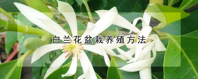 白兰花盆栽养殖方法