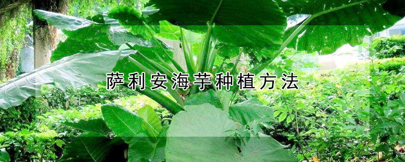 萨利安海芋种植方法