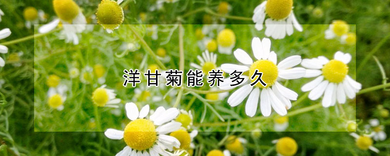 洋甘菊能养多久