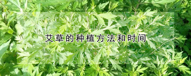 艾草的种植方法和时间