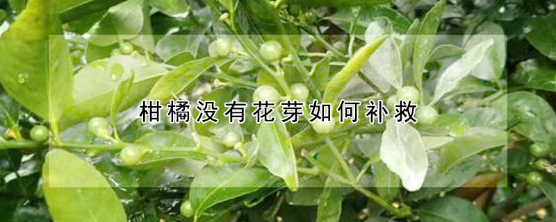 柑橘没有花芽如何补救