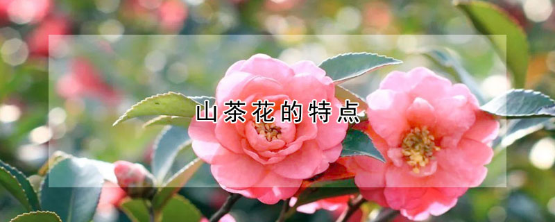 山茶花的特点