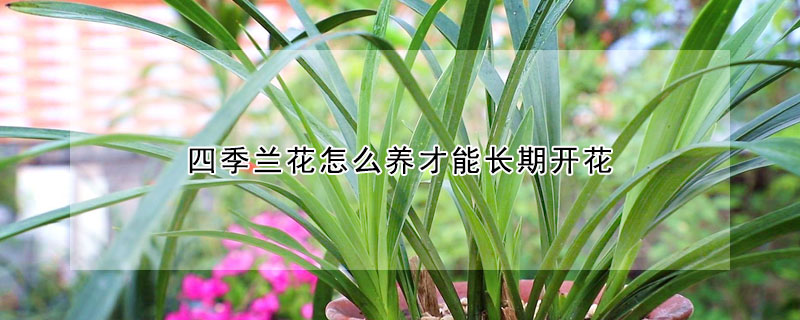 四季兰花怎么养才能长期开花