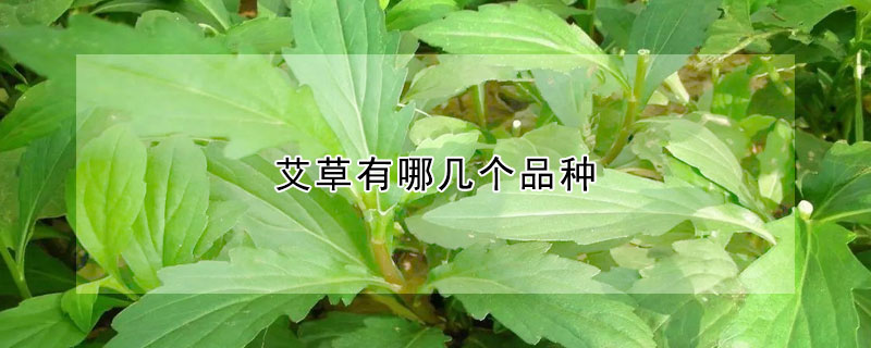 艾草有哪几个品种