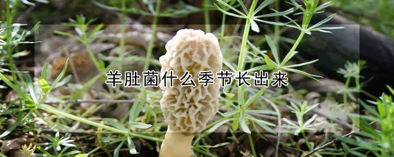 羊肚菌什么季节长出来