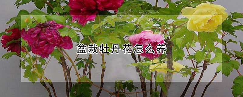 盆栽牡丹花怎么养