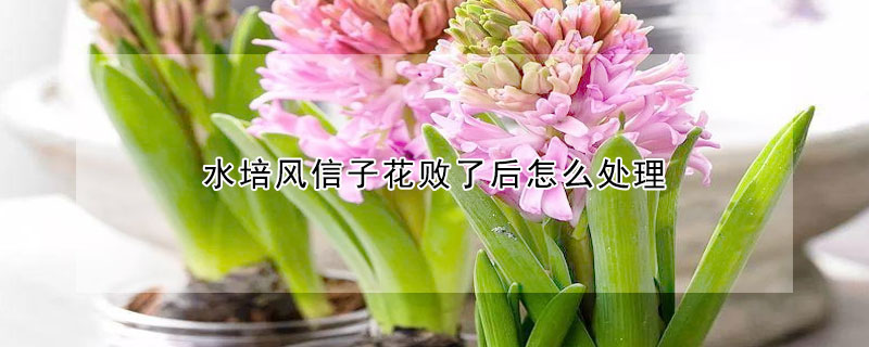 水培风信子花败了后怎么处理