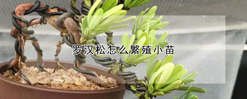 罗汉松怎么繁殖小苗