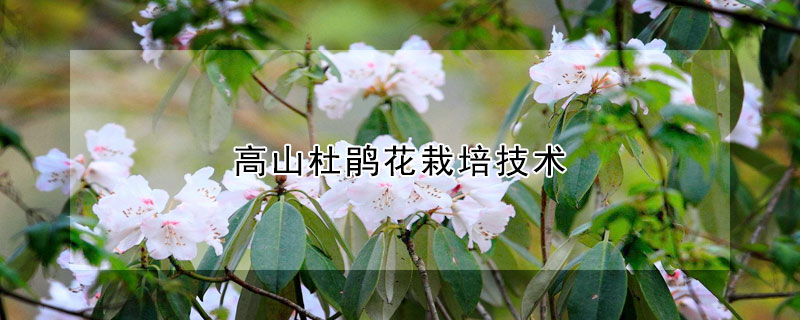 高山杜鹃花栽培技术