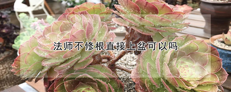 法师不修根直接上盆可以吗