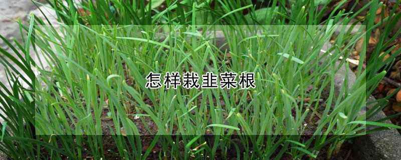 怎样栽韭菜根