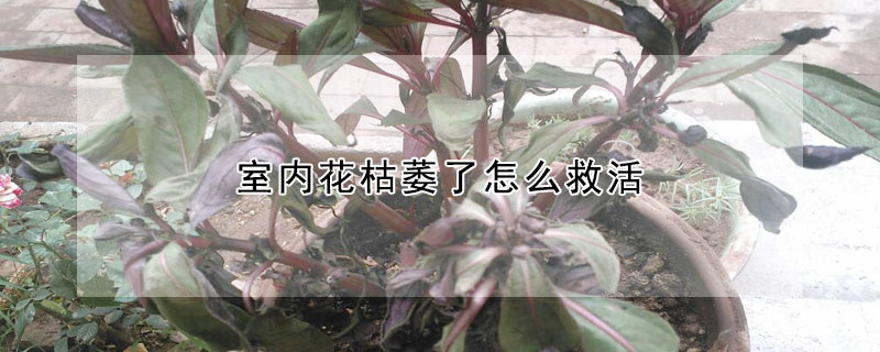 室内花枯萎了怎么救活