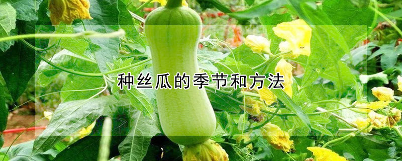 种丝瓜的季节和方法