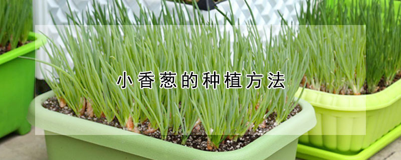 小香葱的种植方法