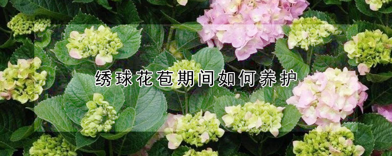 绣球花苞期间如何养护