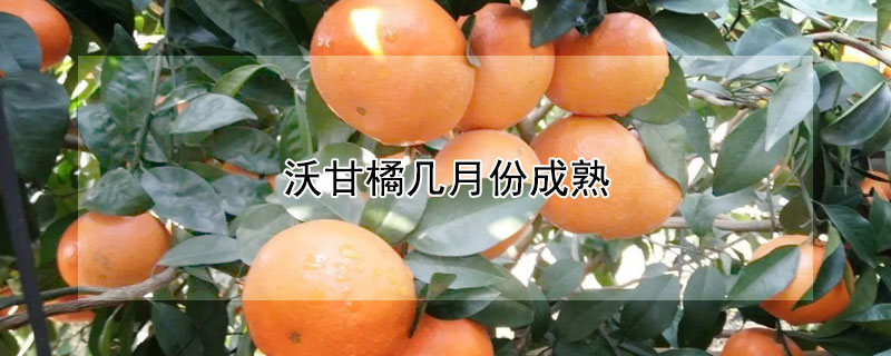 沃甘橘几月份成熟