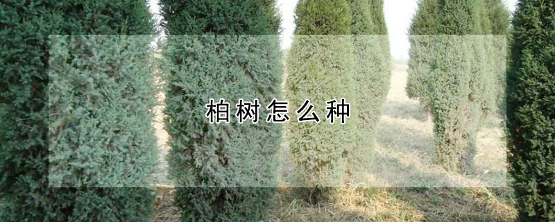 柏树怎么种