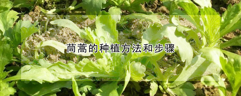 茼蒿的种植方法和步骤