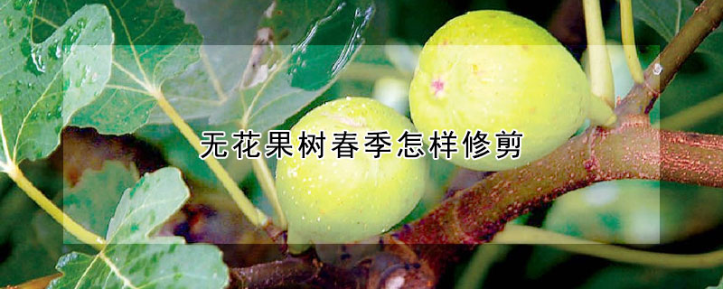 无花果树春季怎样修剪