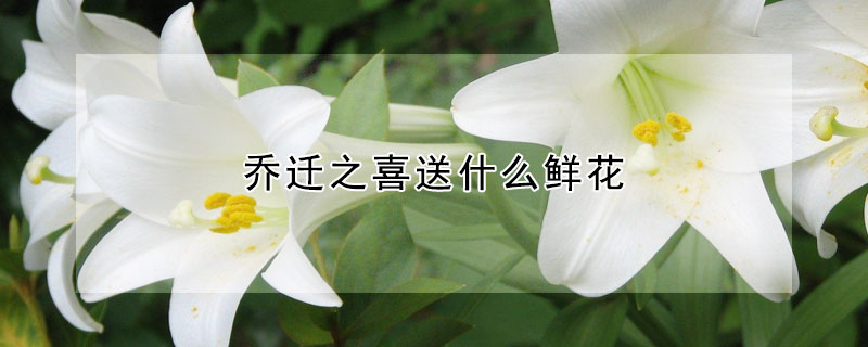 乔迁之喜送什么鲜花