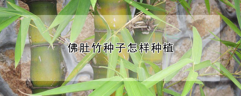 佛肚竹种子怎样种植