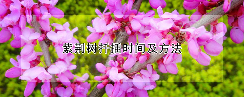 紫荆树扦插时间及方法