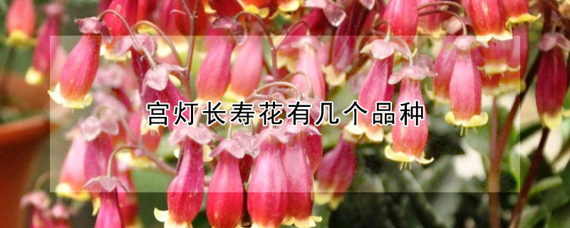 宫灯长寿花有几个品种