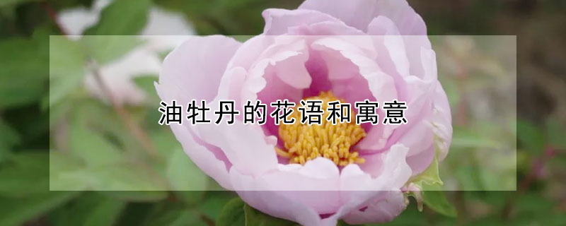 油牡丹的花语和寓意