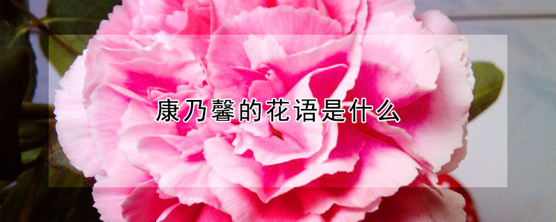 康乃馨的花语是什么