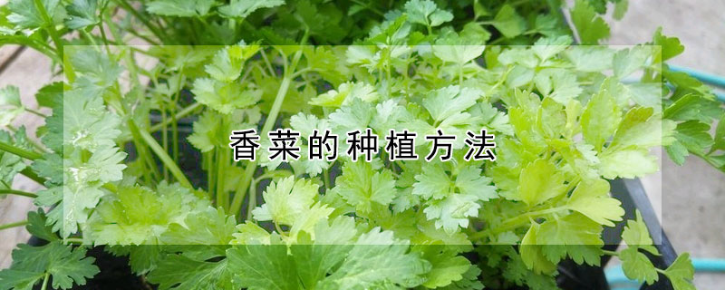 香菜的种植方法